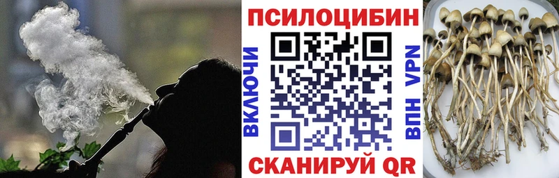 Псилоцибиновые грибы Cubensis  kraken как войти  Приозерск  купить закладку 
